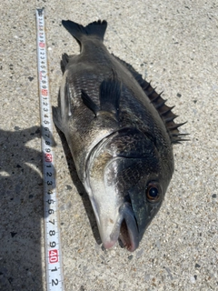 クロダイの釣果