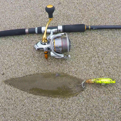 シタビラメの釣果