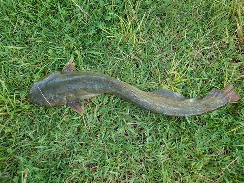 ナマズの釣果