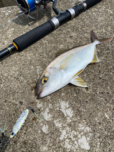 ショゴの釣果