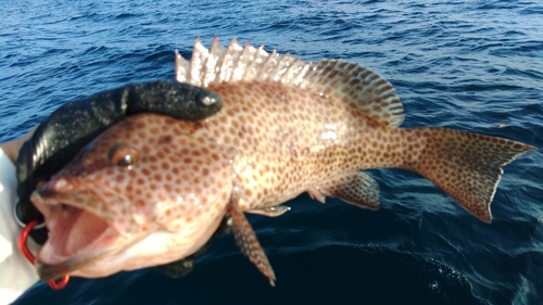 オオモンハタの釣果