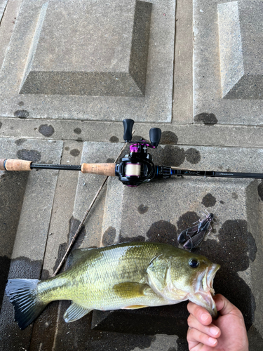 ブラックバスの釣果