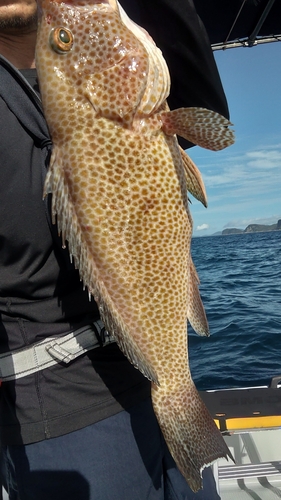 オオモンハタの釣果