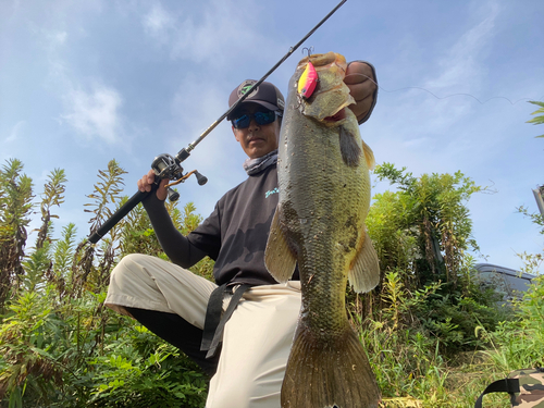 ブラックバスの釣果