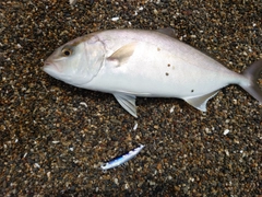 ショゴの釣果