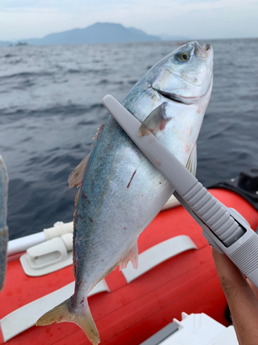 ツバスの釣果