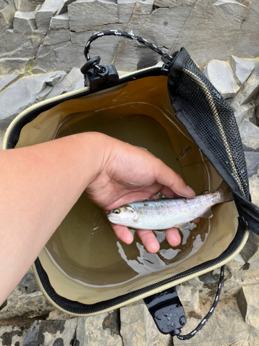 ニジマスの釣果