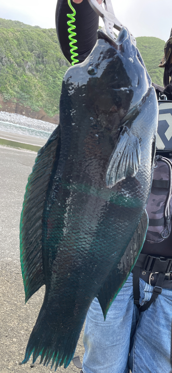 DAIWA 13幻覇王 石鯛 MH544・Qの最安値・インプレ・釣果 | 本音