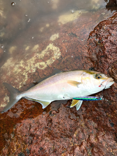 ショゴの釣果