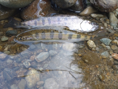 ヤマメの釣果