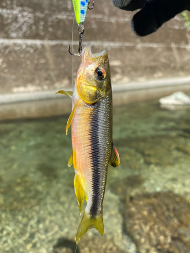 カワムツの釣果