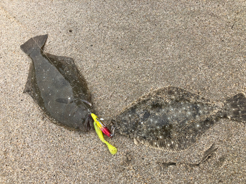 ソゲの釣果