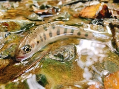 ヤマメの釣果