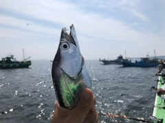 タチウオの釣果