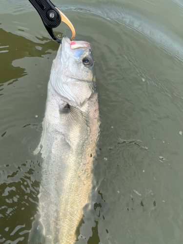 セイゴ（マルスズキ）の釣果