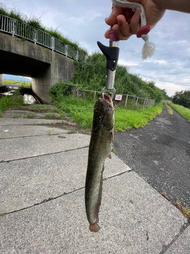 ナマズの釣果