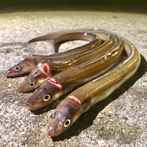 マアナゴの釣果