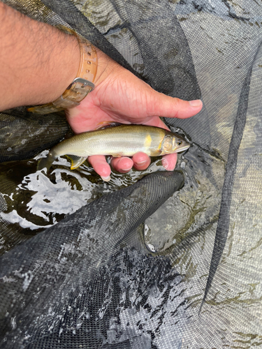 アユの釣果