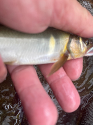 アユの釣果