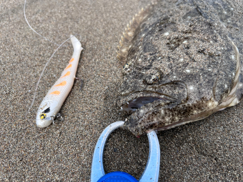 ヒラメの釣果