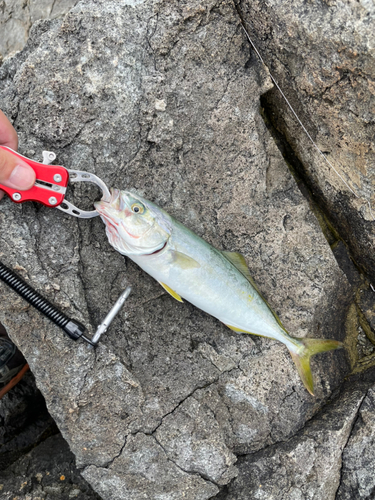 イナダの釣果