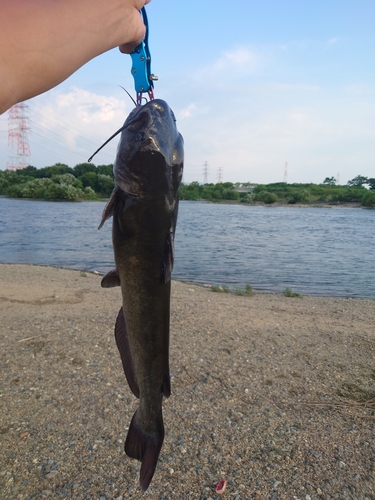 アメリカナマズの釣果