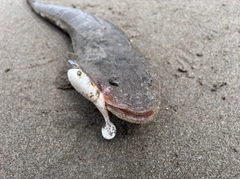 マゴチの釣果