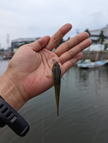 マハゼの釣果