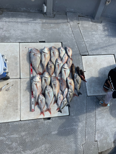 タイの釣果