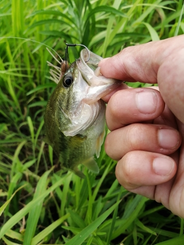 ラージマウスバスの釣果