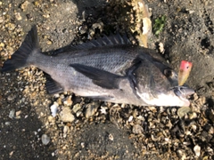 チヌの釣果