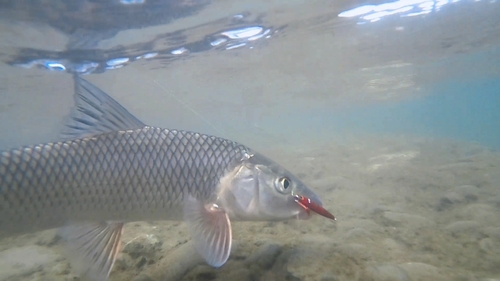 ニゴイの釣果