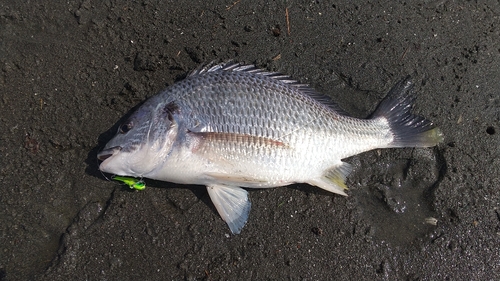 キビレの釣果