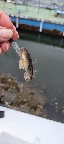 マハゼの釣果