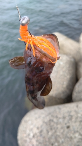 キジハタの釣果