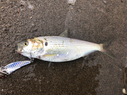 コノシロの釣果