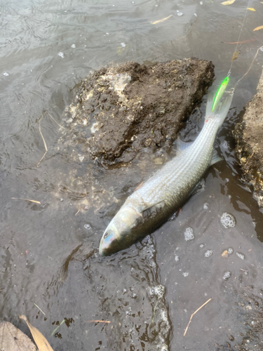 ボラの釣果