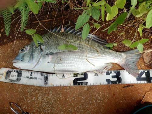 クロダイの釣果