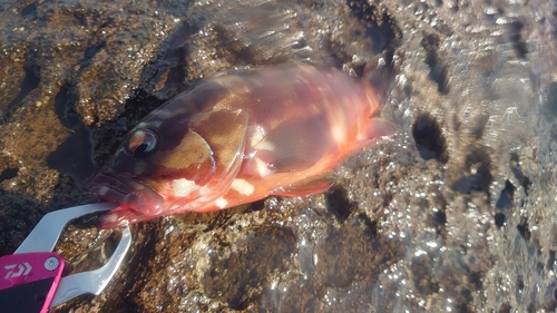 アカハタの釣果