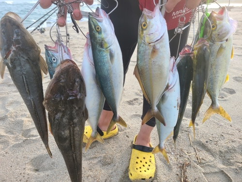 ワカシの釣果