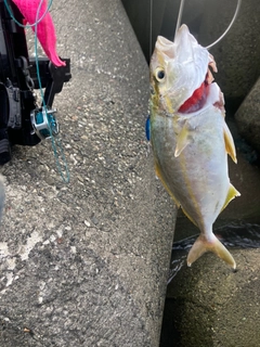 ショゴの釣果