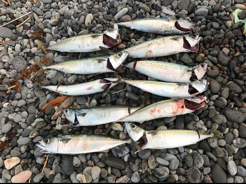 ゴマサバの釣果