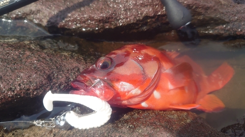 アカハタの釣果