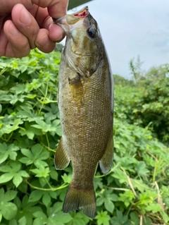 スモールマウスバスの釣果