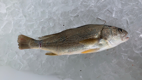 ニベの釣果