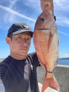 マダイの釣果