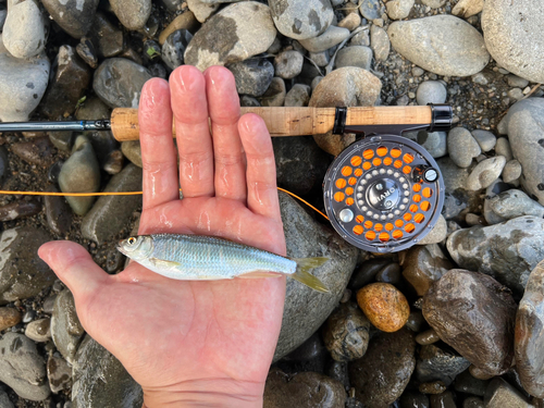 オイカワの釣果