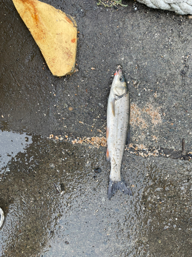 ウグイの釣果