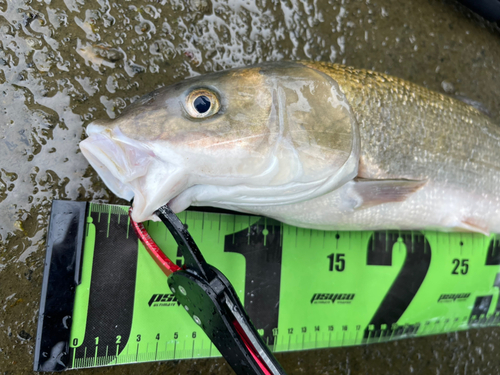 マルタウグイの釣果