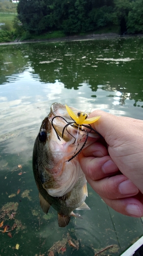 ブラックバスの釣果